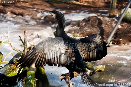 Image of shag