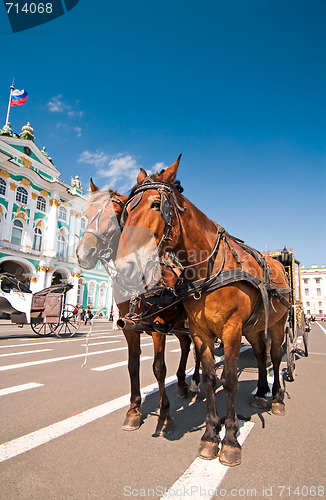 Image of Tourist horses