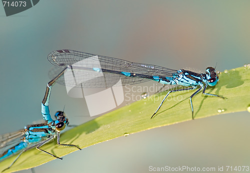 Image of blue damselfly pair