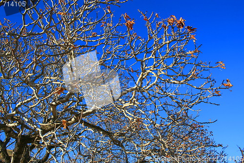 Image of Oak Tree Branches