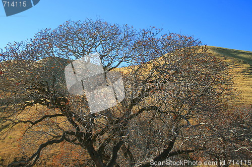 Image of Oak Trees