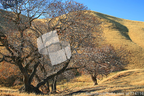 Image of Oak Trees