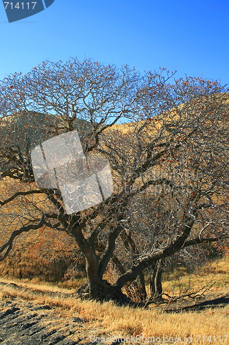 Image of Oak Trees