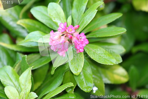 Image of Flower