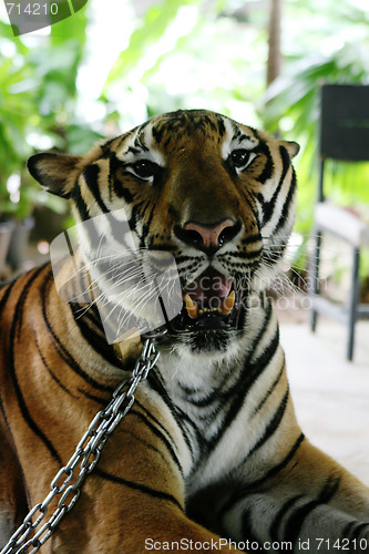 Image of Tiger.