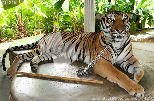 Image of Tiger.