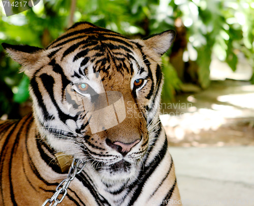 Image of Tiger.