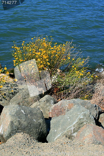 Image of Rocky Shore