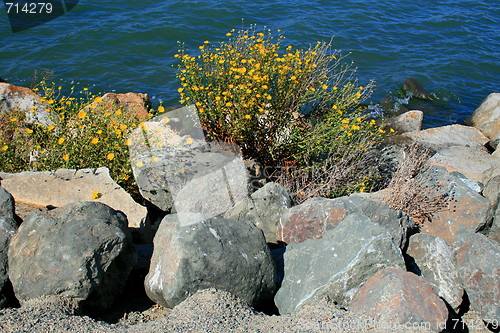 Image of Rocky Shore