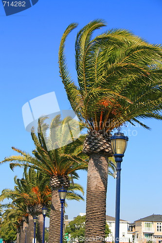 Image of Row of Palms and Light Poles