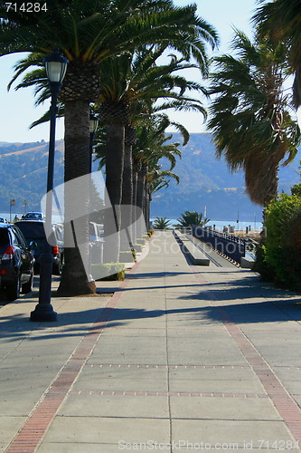 Image of Row of Palms and Light Poles