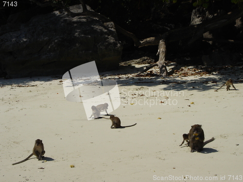 Image of Monkey Beach in Thailand