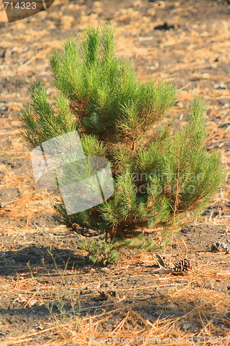 Image of Small Pine Tree