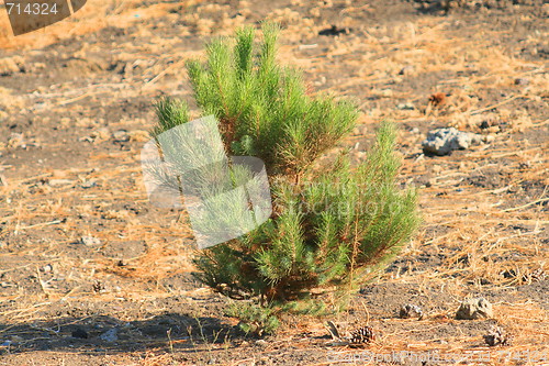 Image of Small Pine Tree