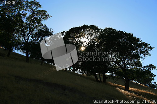 Image of Sun Shining Through Trees