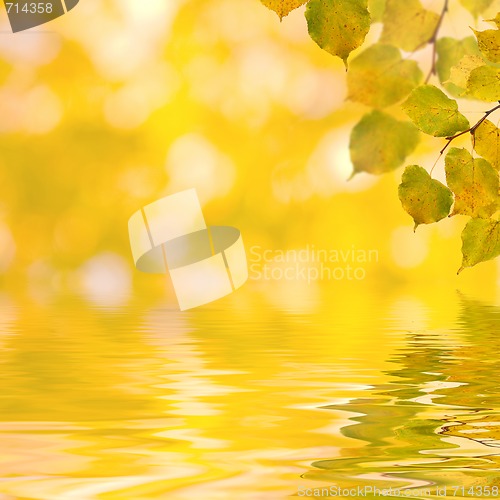 Image of Beautiful golden leaves in autumn