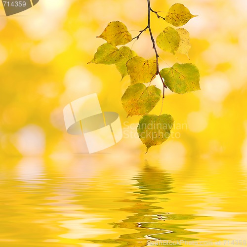 Image of Beautiful golden leaves in autumn