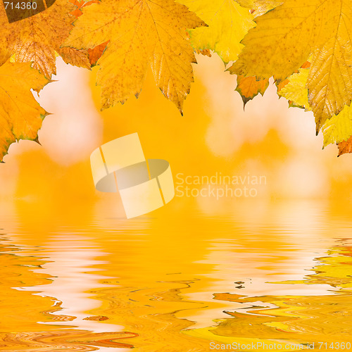 Image of Beautiful golden leaves in autumn