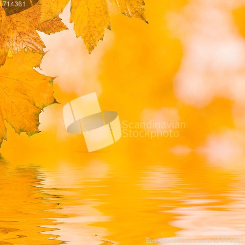 Image of Beautiful golden leaves in autumn