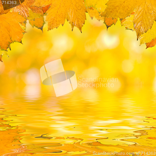 Image of Beautiful golden leaves in autumn