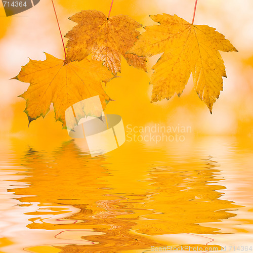 Image of Beautiful golden leaves in autumn