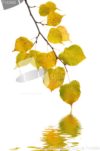 Image of Beautiful golden leaves in autumn