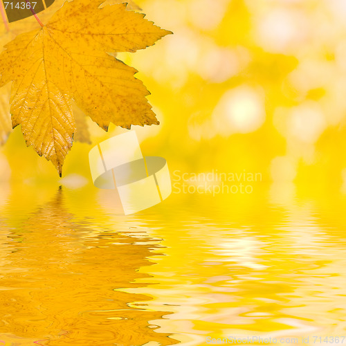 Image of Beautiful golden leaves in autumn