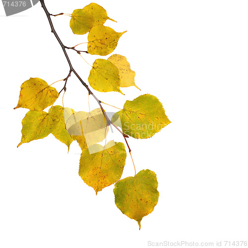 Image of Beautiful golden leaves in autumn