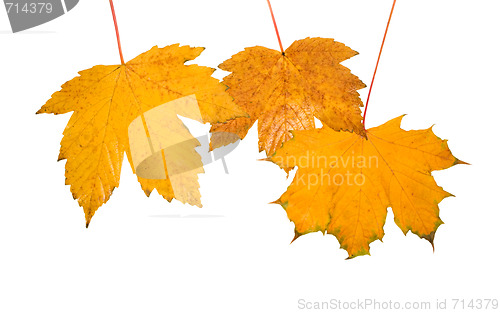 Image of Beautiful golden leaves in autumn