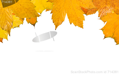 Image of Beautiful golden leaves in autumn