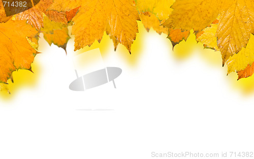 Image of Beautiful golden leaves in autumn