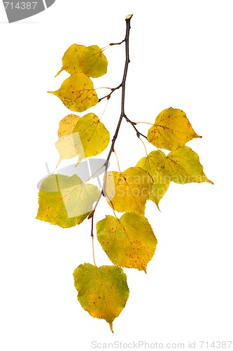 Image of Beautiful golden leaves in autumn