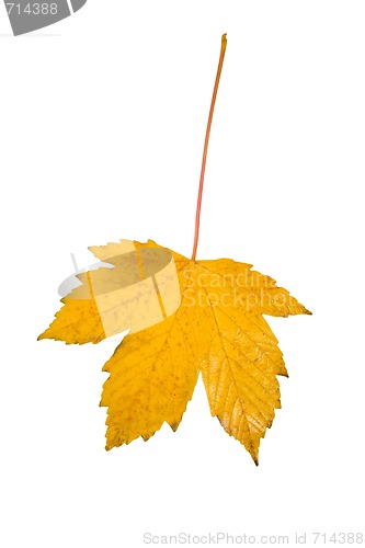Image of Beautiful golden leaves in autumn