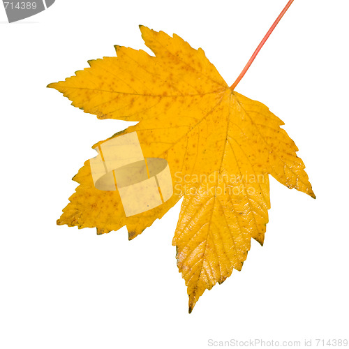 Image of Beautiful golden leaves in autumn