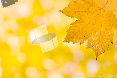 Image of Beautiful leaves in autumn