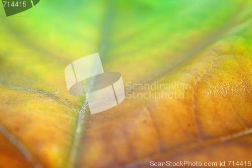 Image of Beautiful leaves in autumn