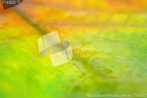 Image of Beautiful leaves in autumn