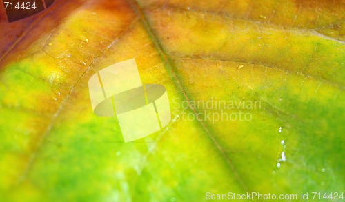 Image of Beautiful leaves in autumn