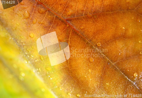 Image of Beautiful leaves in autumn