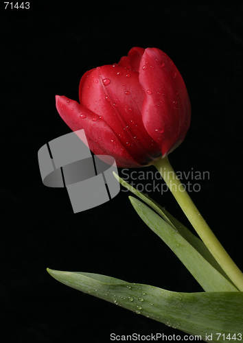 Image of Spring Fresh