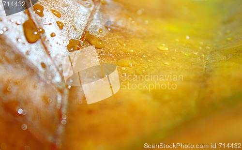 Image of Beautiful leaves in autumn