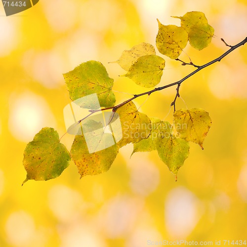 Image of Beautiful leaves in autumn