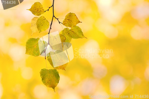 Image of Beautiful leaves in autumn