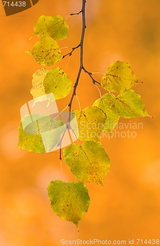 Image of Beautiful leaves in autumn