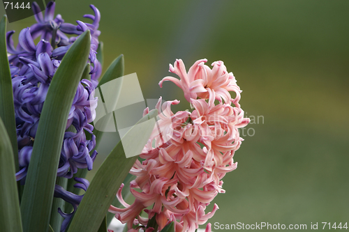 Image of Pink and Purple Hyacinth