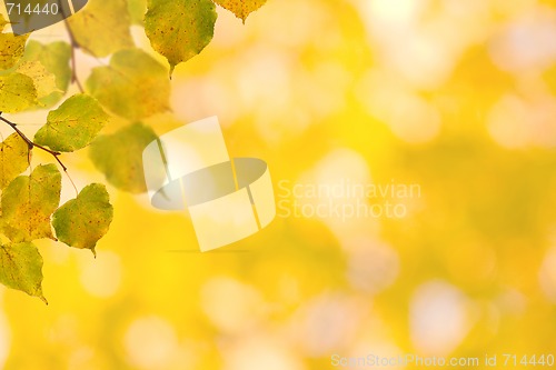 Image of Beautiful leaves in autumn