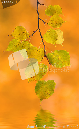 Image of Beautiful leaves in autumn