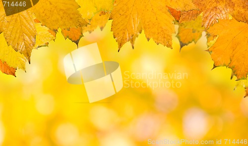 Image of Beautiful leaves in autumn