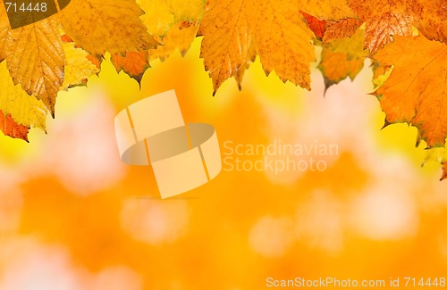 Image of Beautiful leaves in autumn