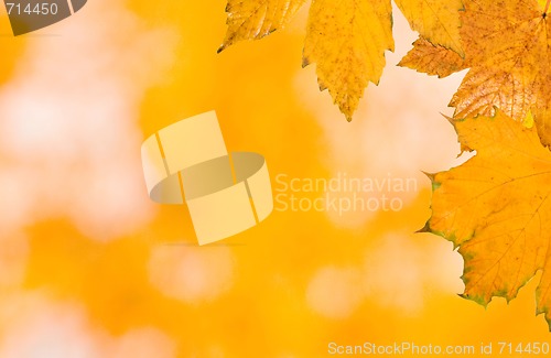 Image of Beautiful leaves in autumn